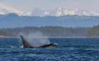 Orca whale surfacing in front of the Cascade Mountain Range, Washington State Art Print